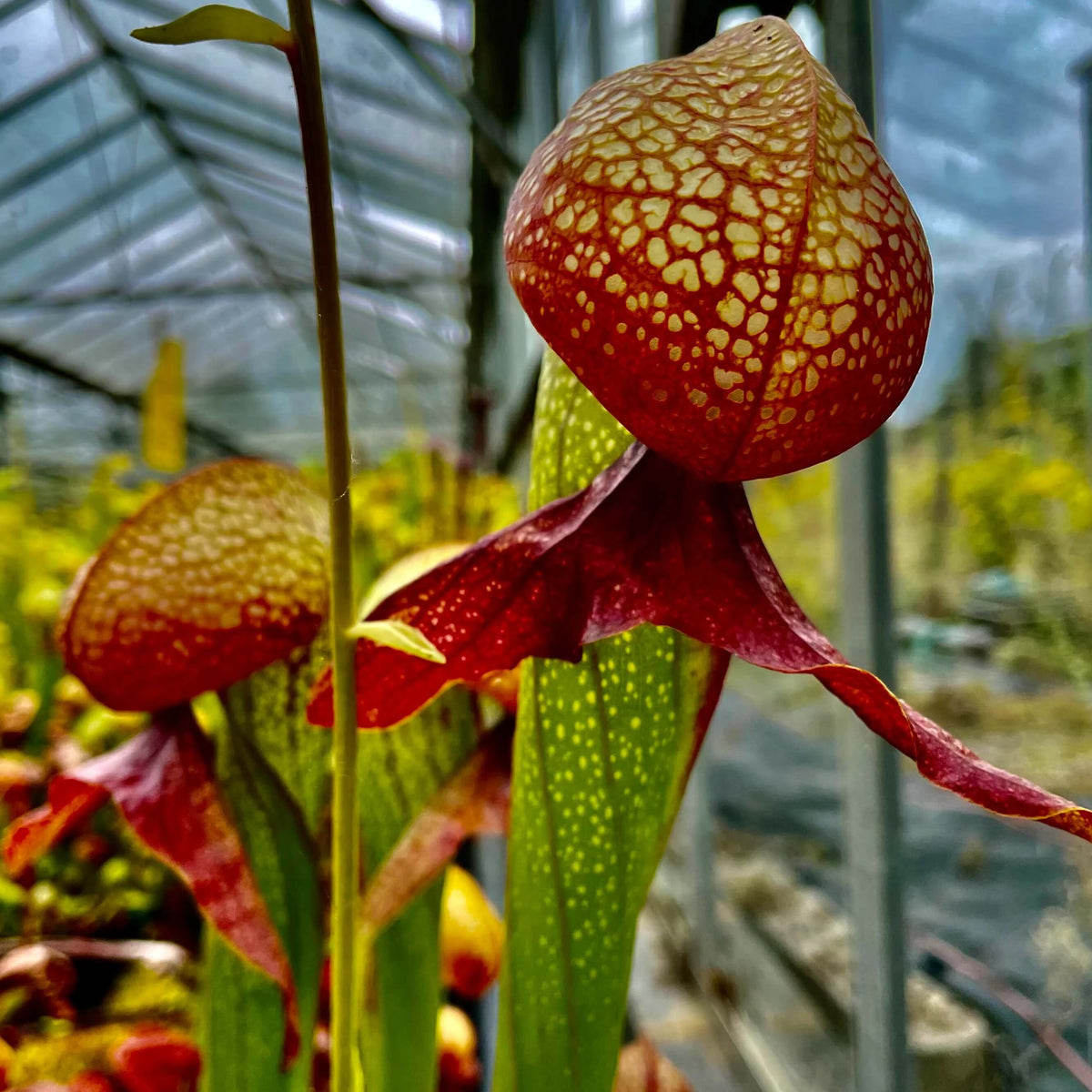 Carnivorous Cobra Lily plant