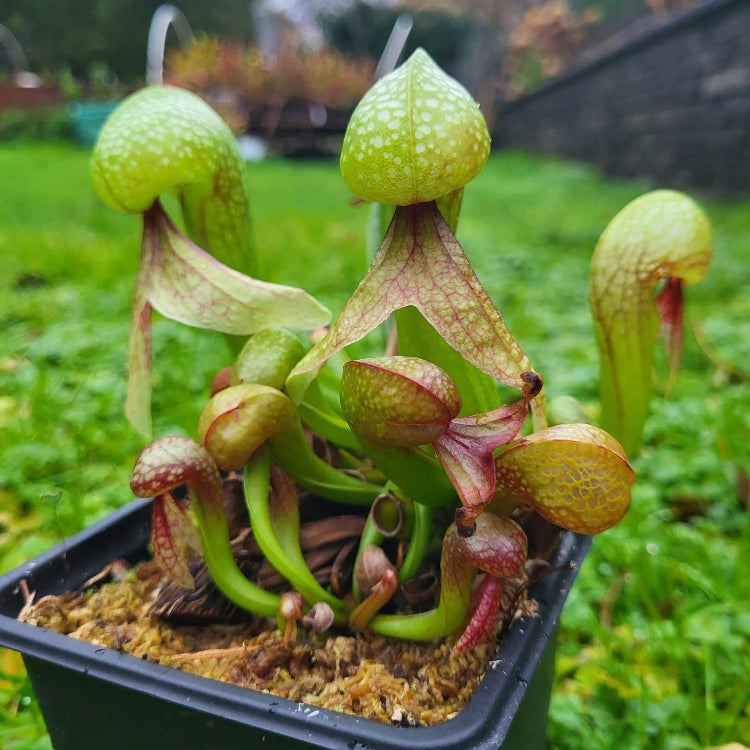 Carnivorous Cobra Lily plant