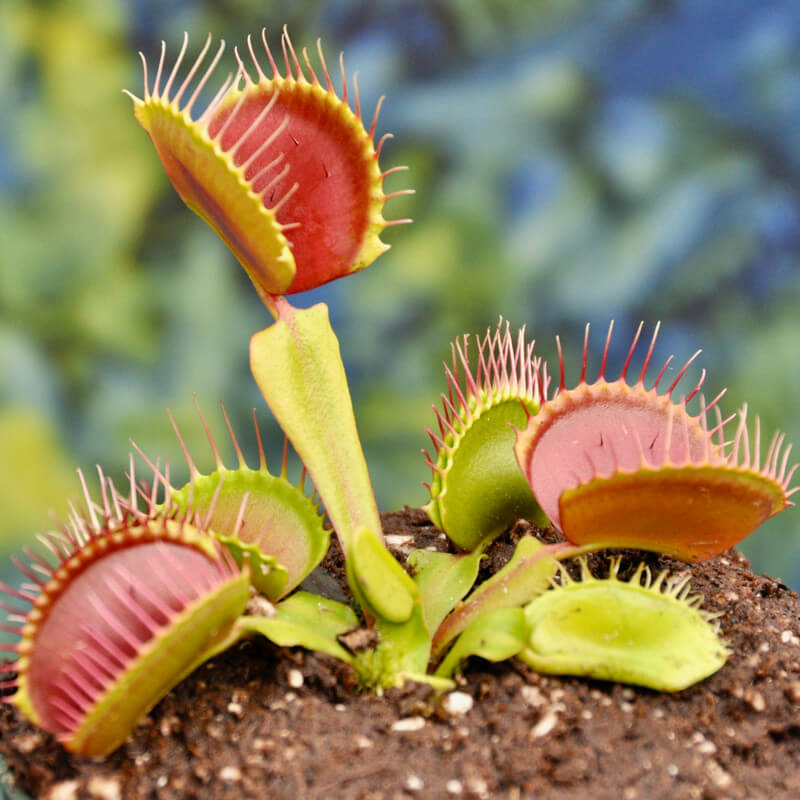 Carnivorous Plant