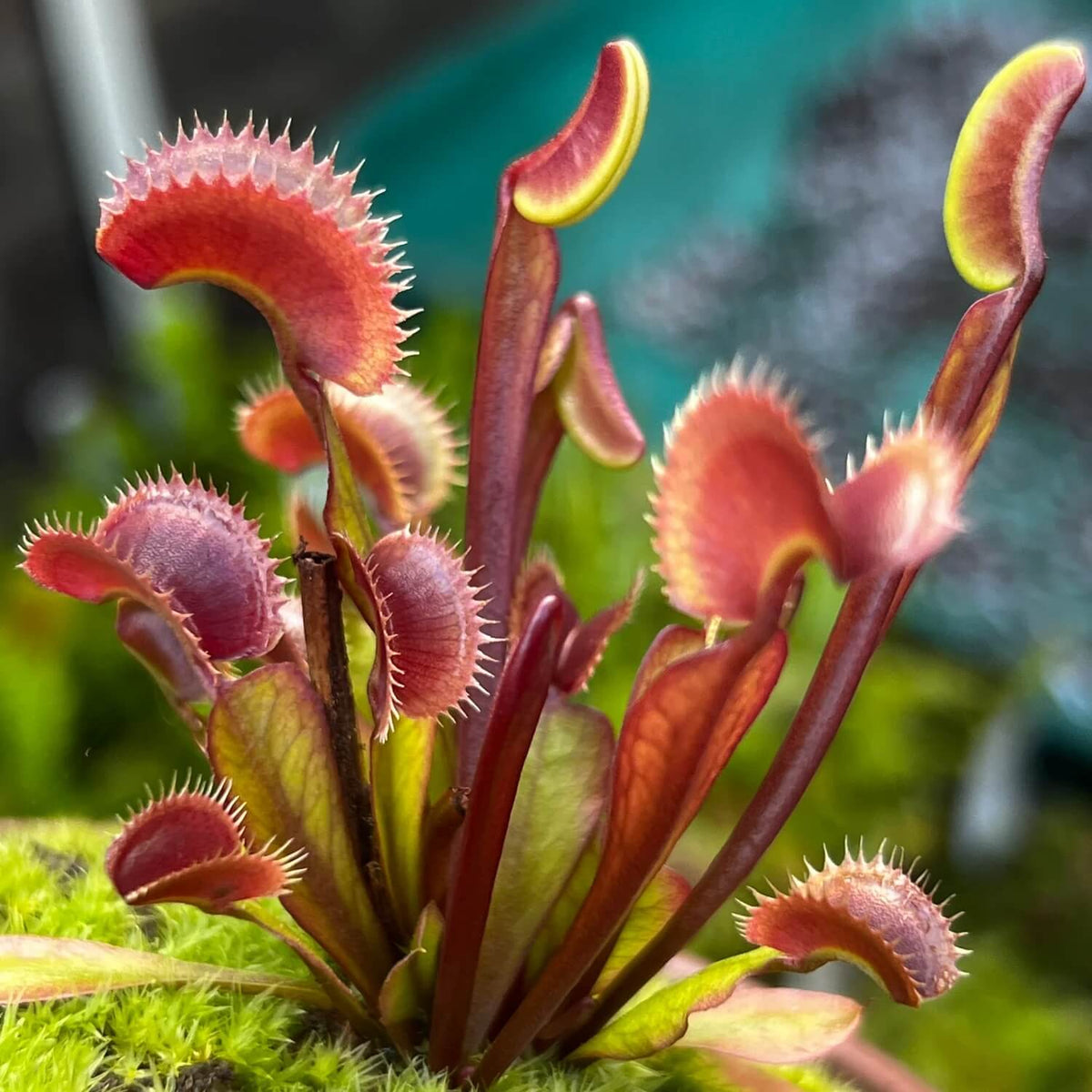 Carnivorous Plant