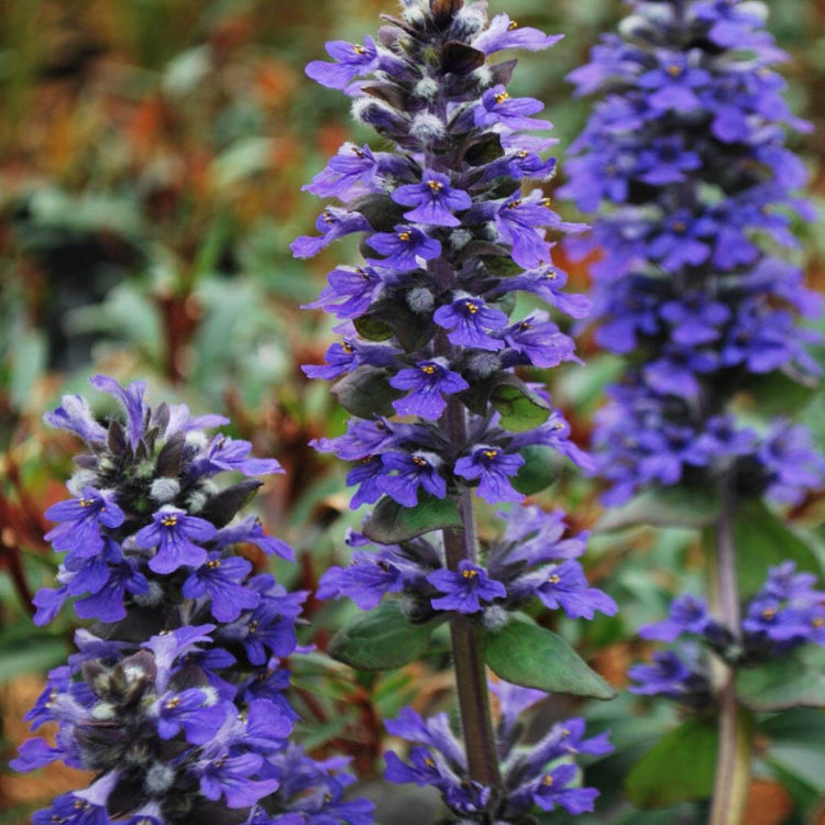 Carpet Bugle plant