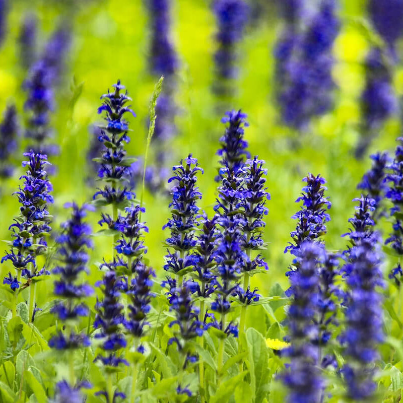 Carpet Bugle plant
