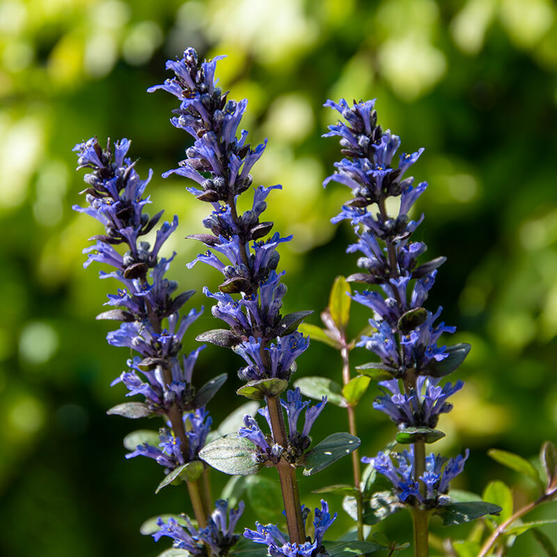 Carpet Bugle plant