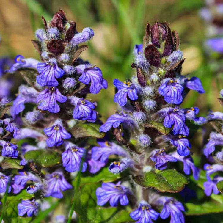 Carpet Bugle plant