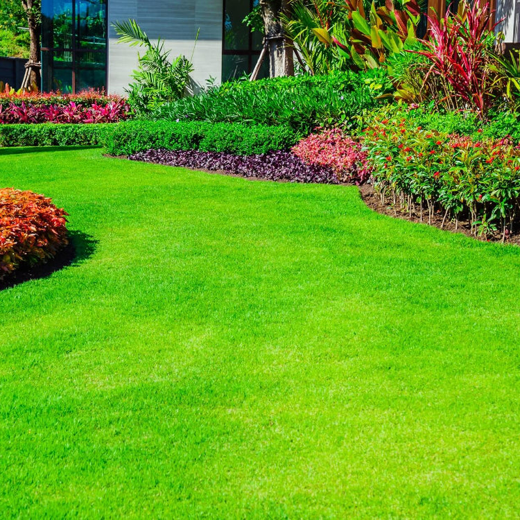 Carpet Lawn Grass plant