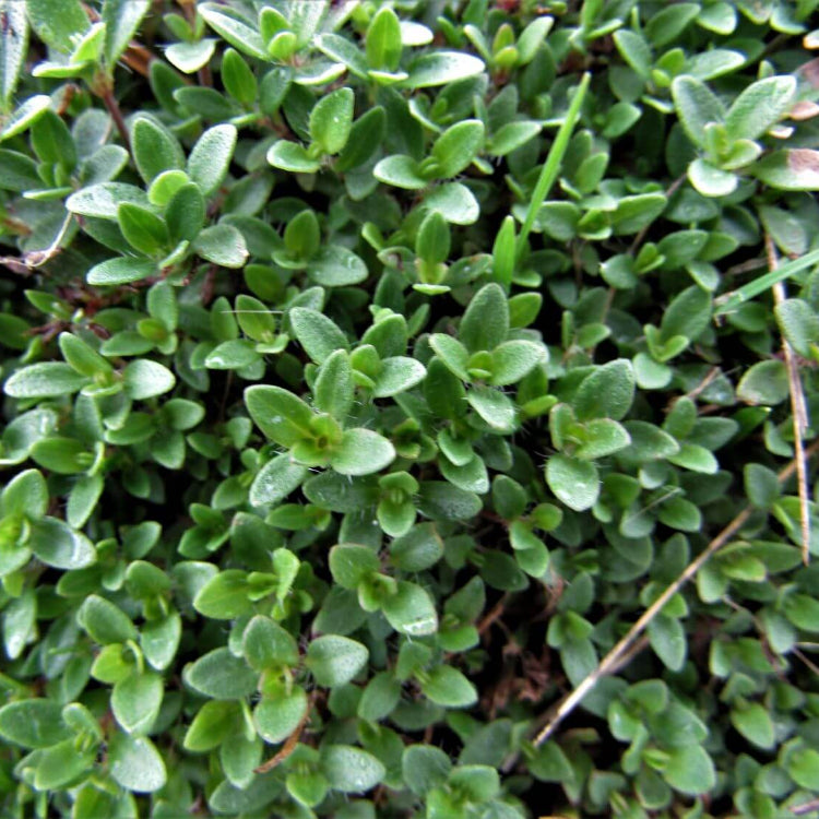 Carpet Thyme plant