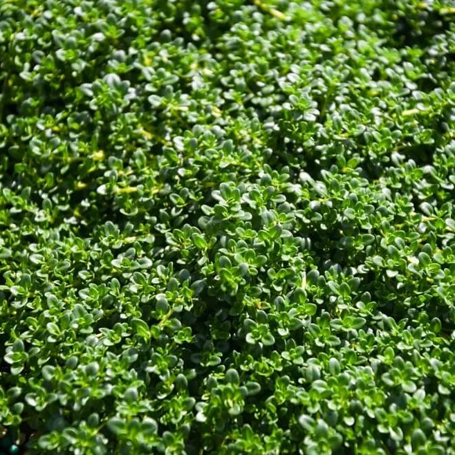 Carpet Thyme plant