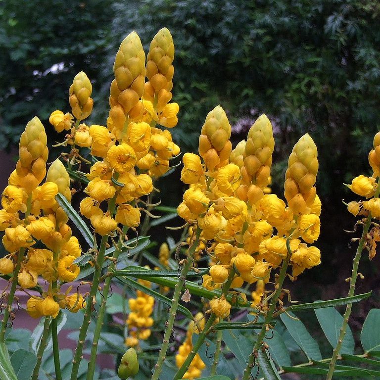 Yellow Cassia flower seeds