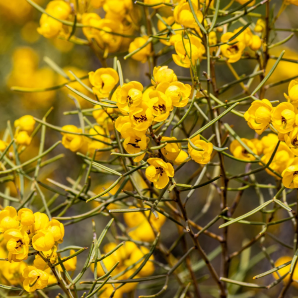 Feathery Cassia plant