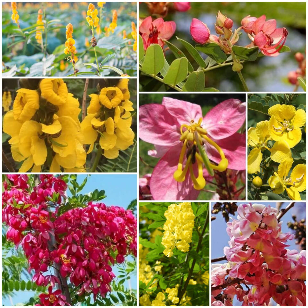 Cassia plant