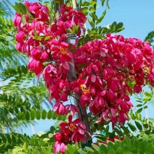 Cassia plant