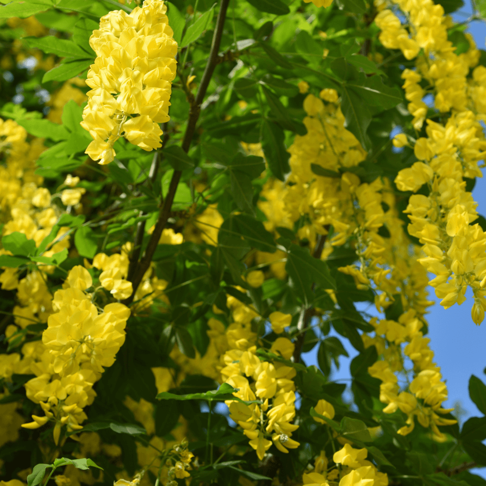 Cassia plant