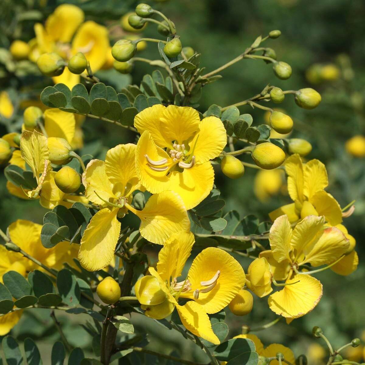 Cassia plant
