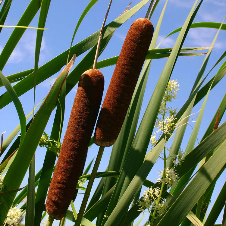 Cat Tails plant