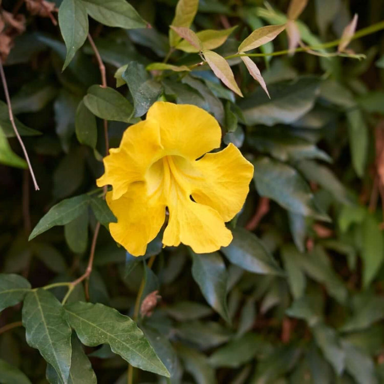 Cat’s Claw Creeper plant