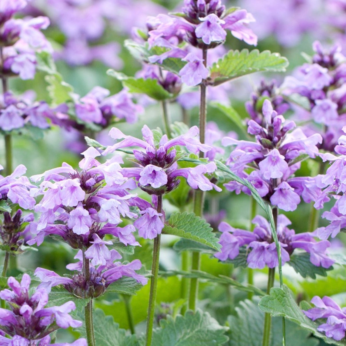 Aromatic Perennial Catmint plant