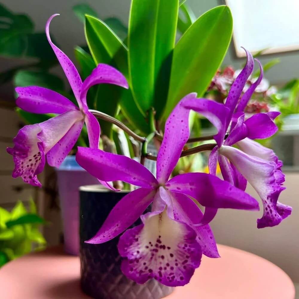 Cattleya Orchids plant
