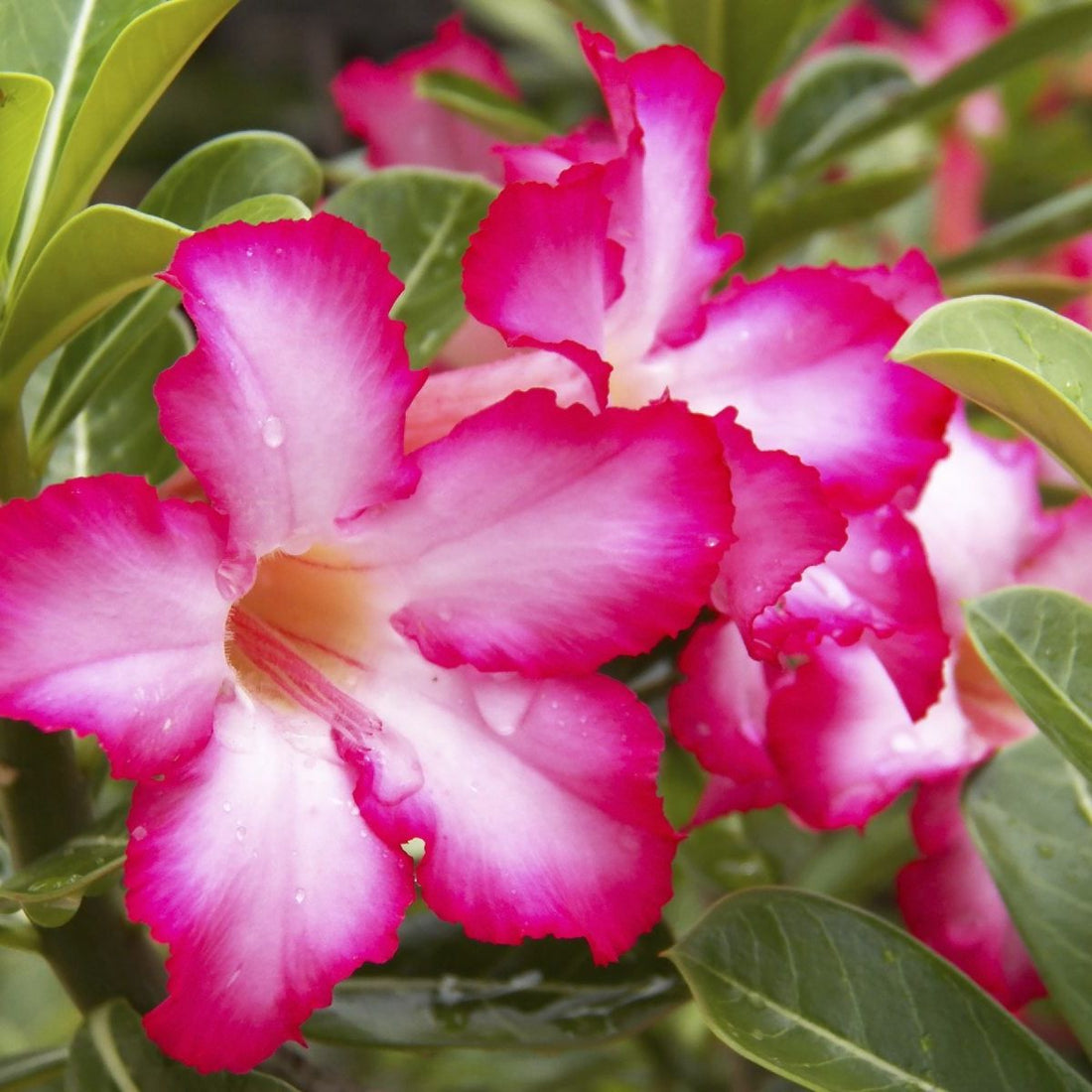 Red Desert flower seeds