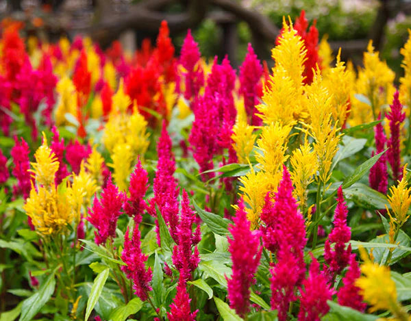 Celosia flower seeds