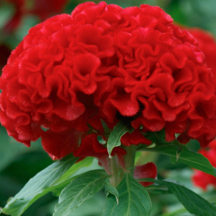 Chief Persimmon Celosia plant