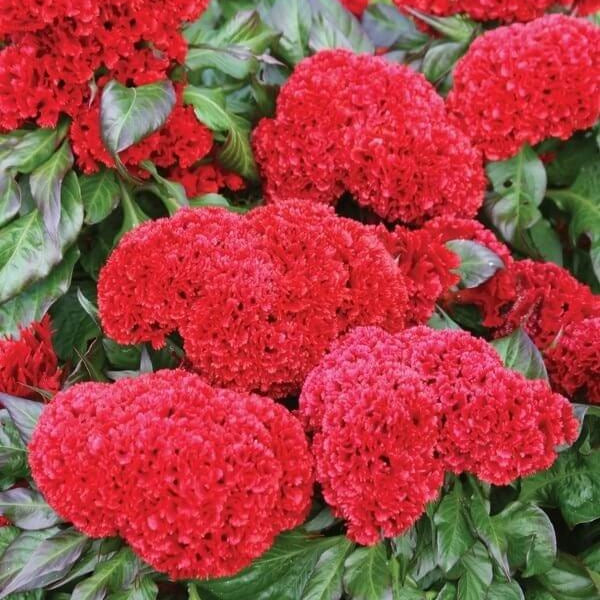 Celosia Cristata plant