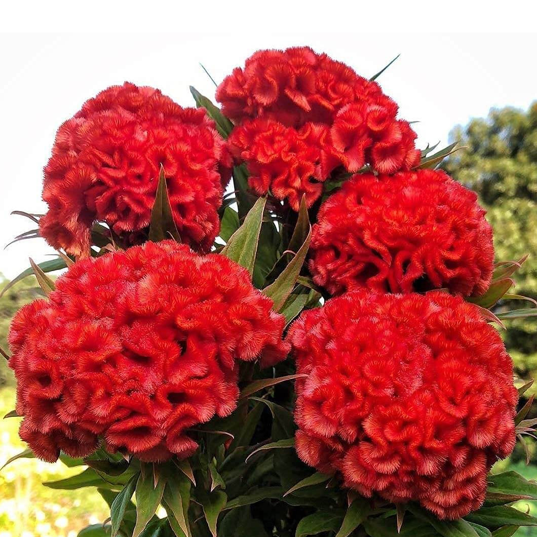 Chief Persimmon Celosia plant