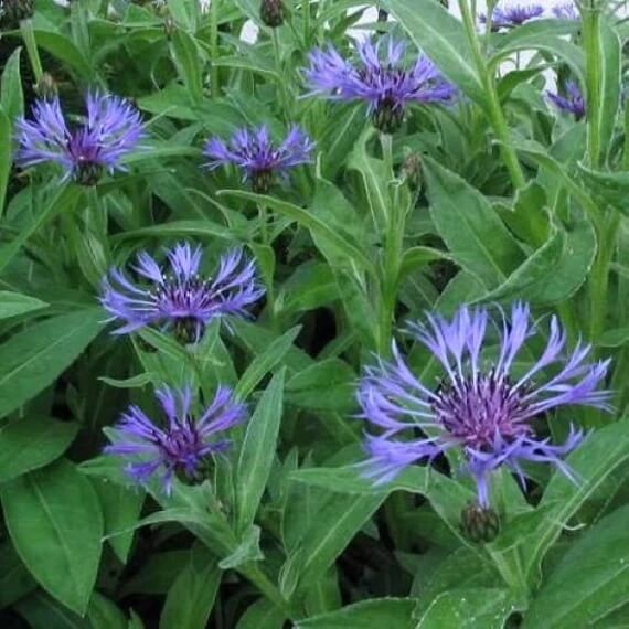 Centaurea Montana plant