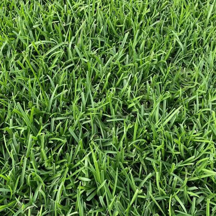 Centipede Grass seeds for planting and warm-season lawn
