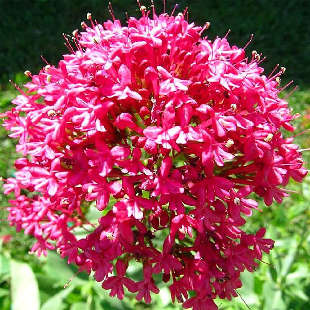 Centranthus Ruber plant