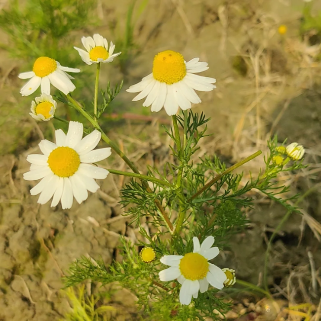 German Chamomile Chamomile plant