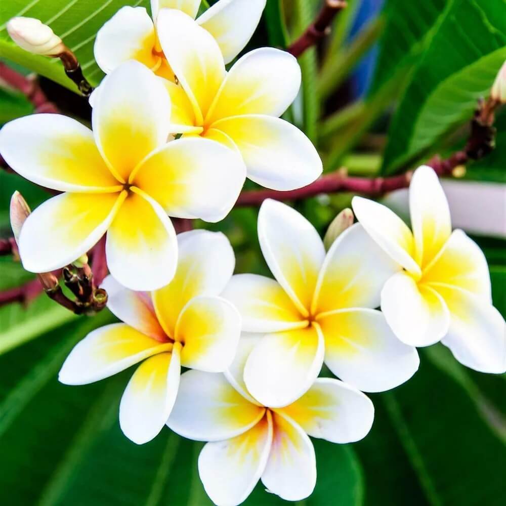 Champa Flower plant
