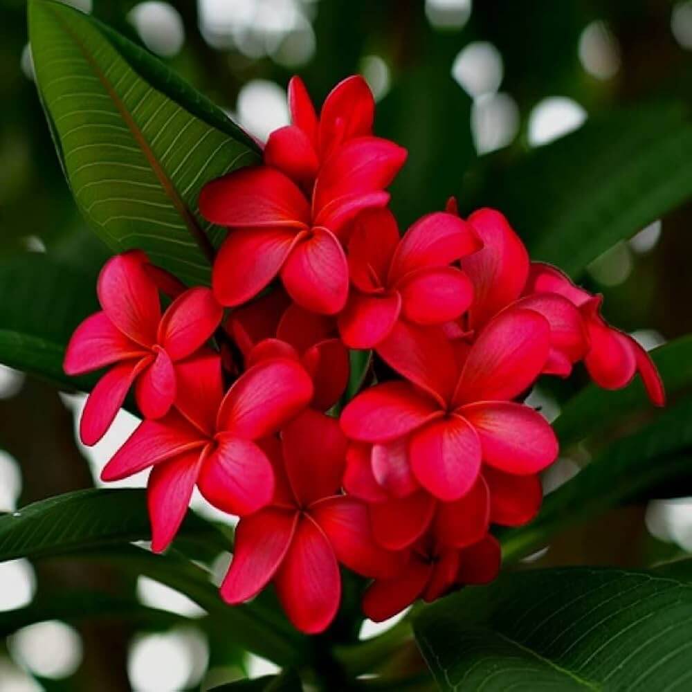 Champa Flower plant
