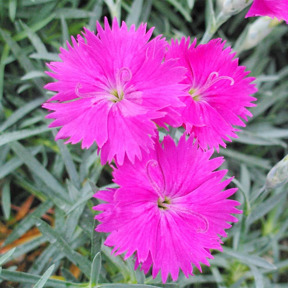 Cheddar Pink plant