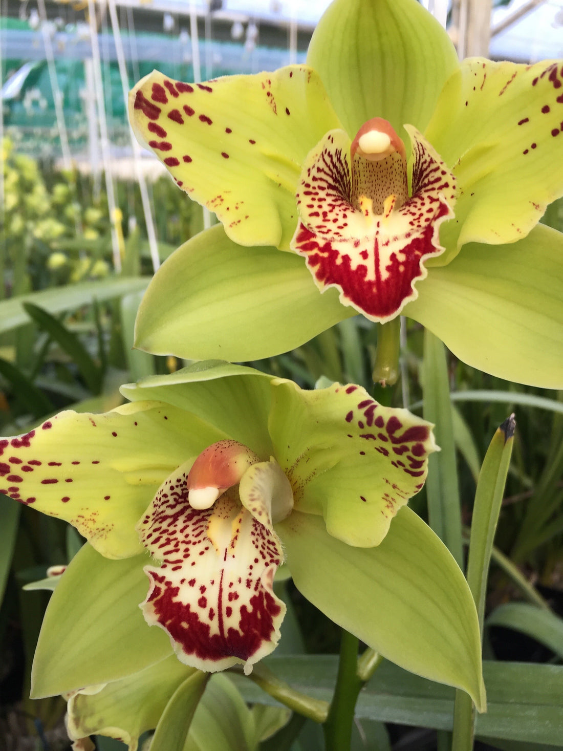 Green Orchid flower seeds