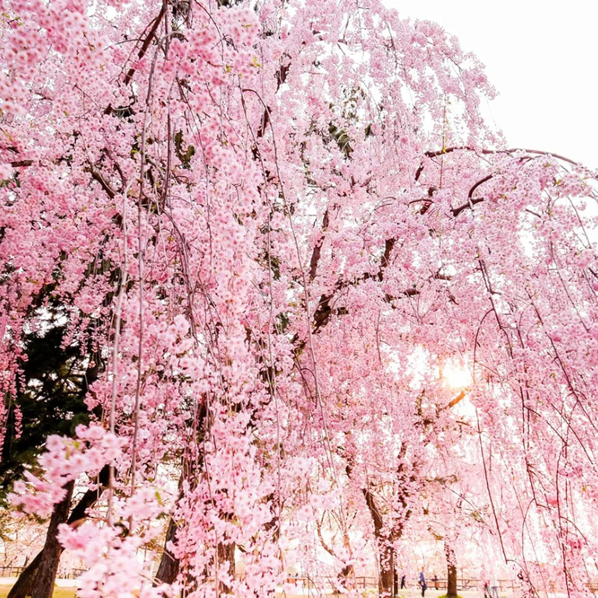 Cherry plant