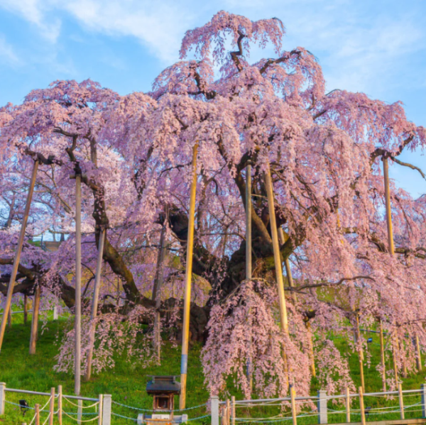 Cherry plant