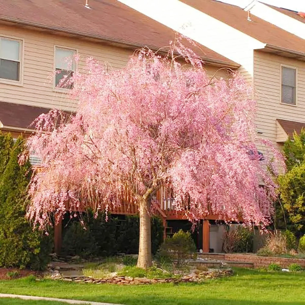Cherry plant