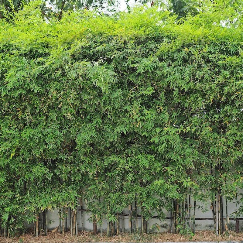 Chinese Clumping Bamboo plant