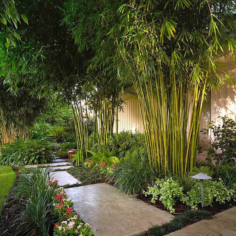 Chinese Clumping Bamboo plant