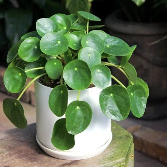 Chinese Money Plant
