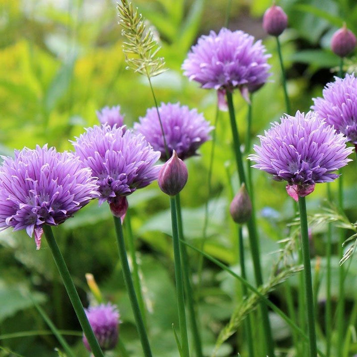 Chives flower seeds