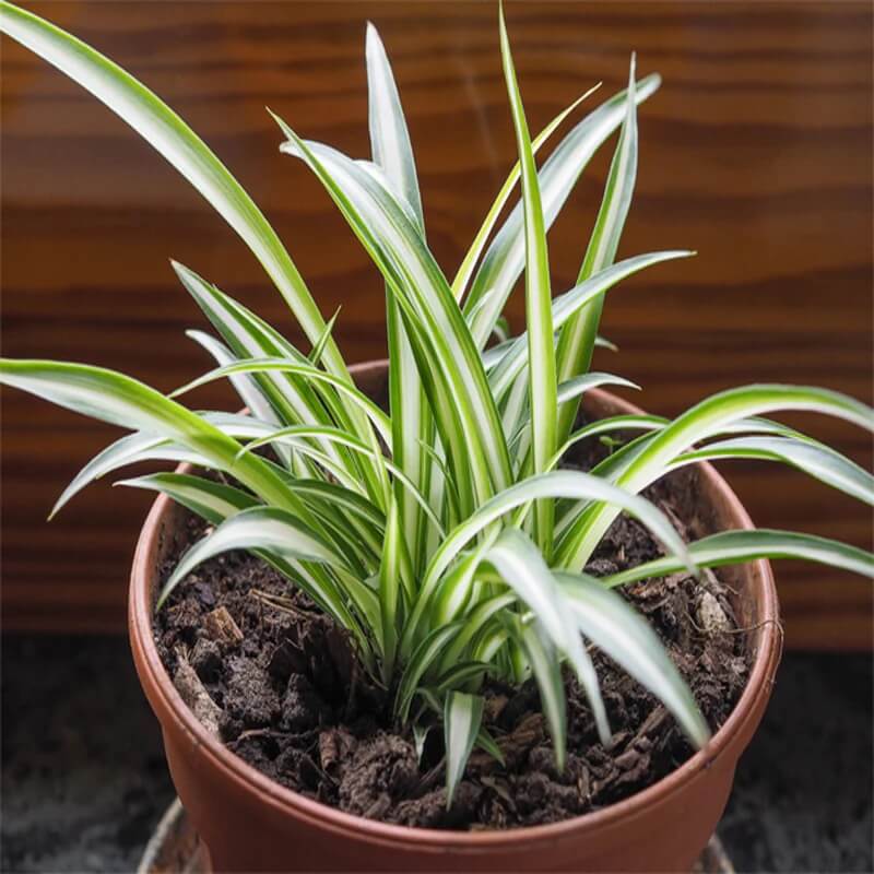 Chlorophytum Comosum plant