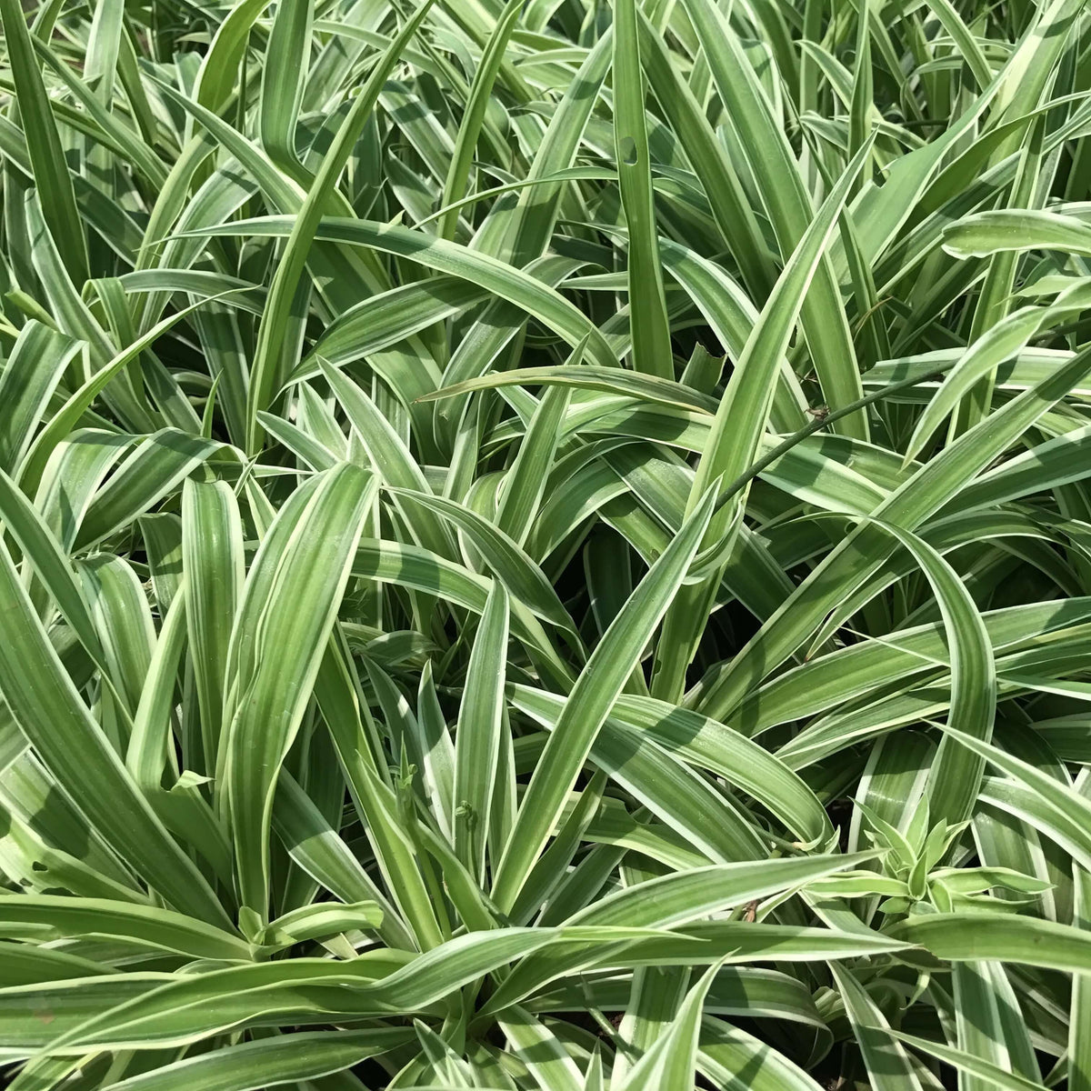 Chlorophytum Comosum plant