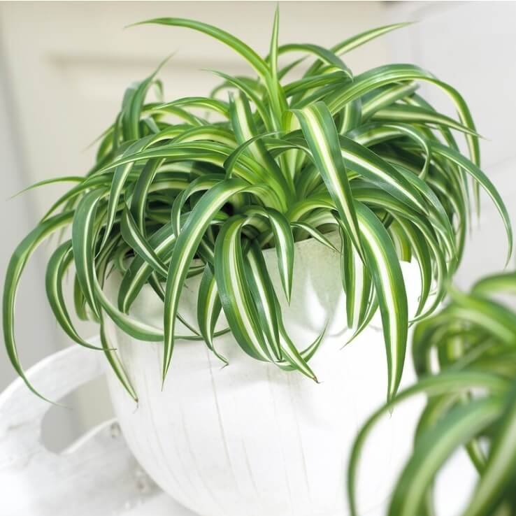 Chlorophytum Comosum plant