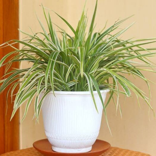 Chlorophytum plant