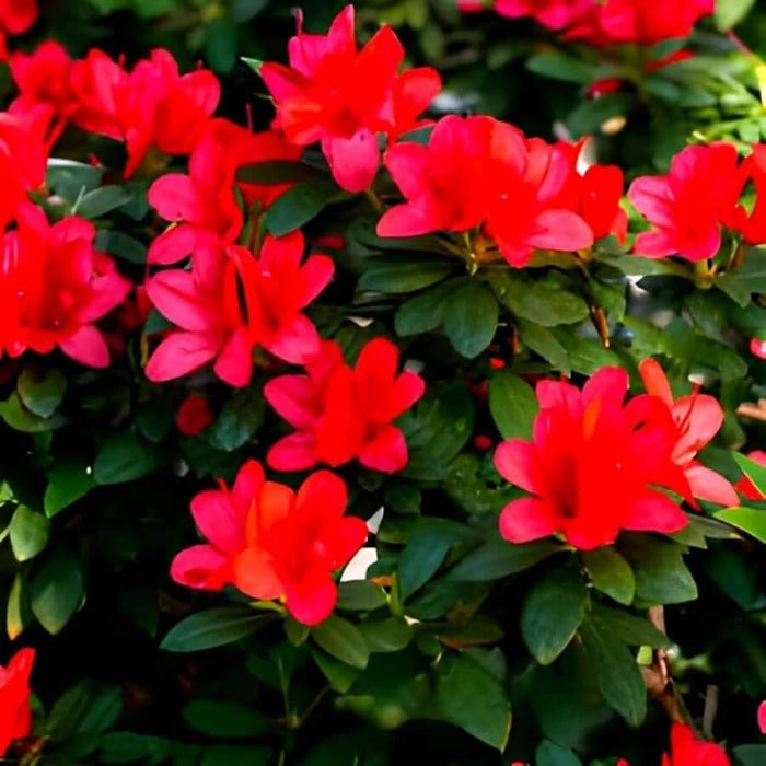 Chocolate azalea plant