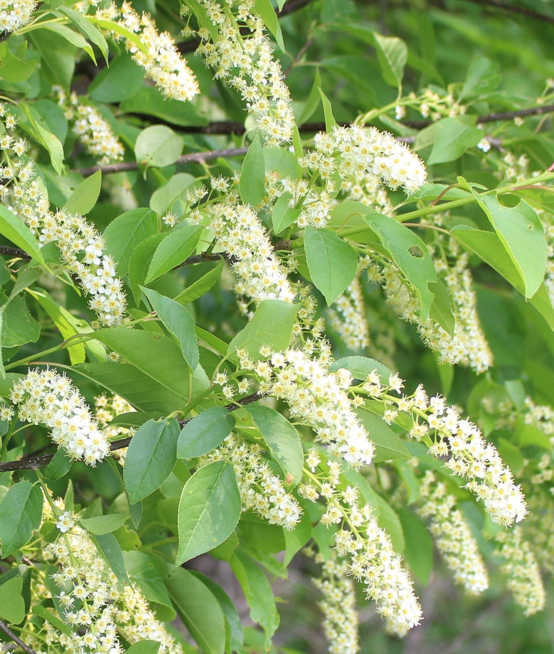 Verbena Chokecherry flower seeds