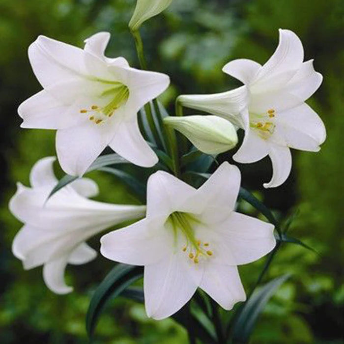 White Amaryllis flower seeds