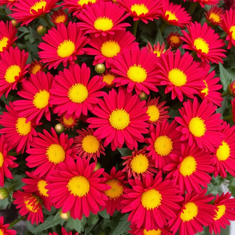 Yellow Red flower seeds