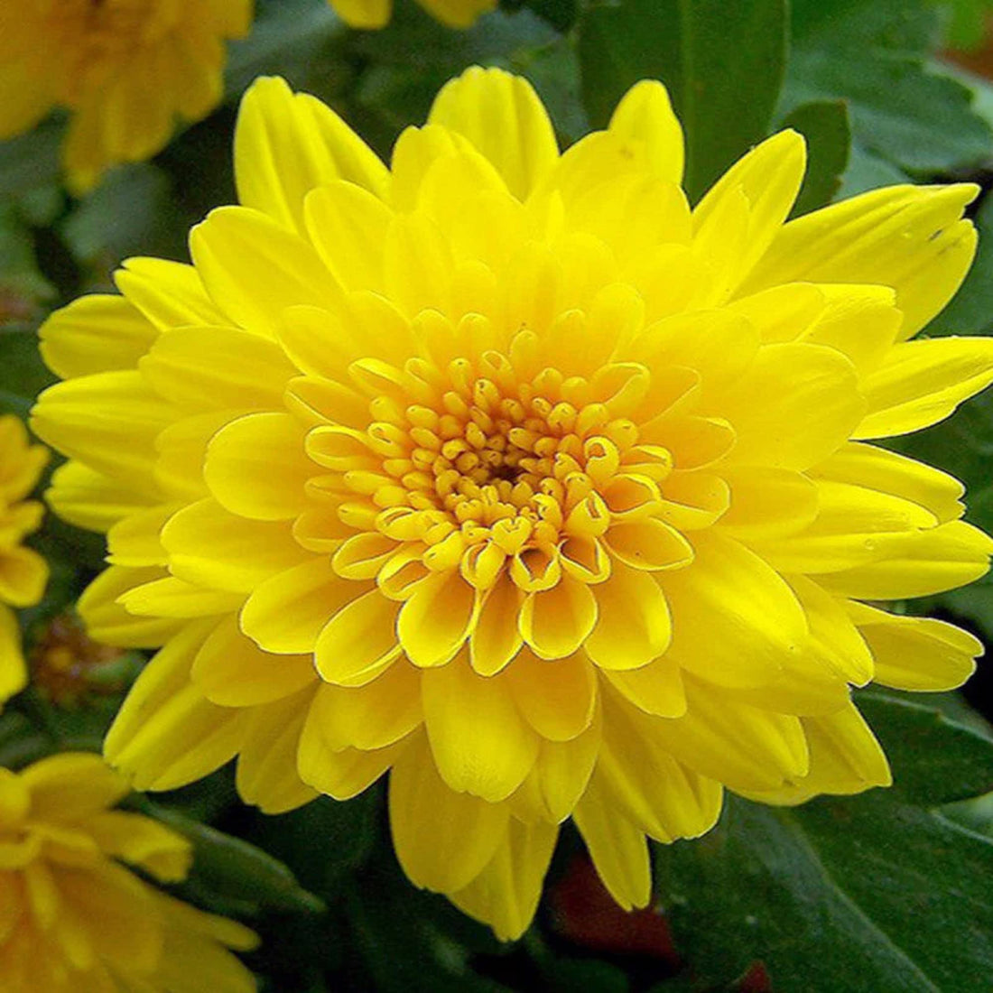 Bright Yellow flower seeds